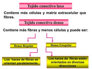 Tejido conectivo laxo
Contiene más células y matriz extracelular que
fibras.
             Tejido conectivo denso
Contiene más fibras y menos células y puede ser:



      Denso Regular         Denso Irregular



Los haces de fibras se     Los haces de fibras están
orientan paralelamente.     orientados en diversas
                                  direcciones
 