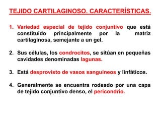TEJIDO CARTILAGINOSO. CARACTERÍSTICAS.

1. Variedad especial de tejido conjuntivo que está
   constituido principalmente por la         matriz
   cartilaginosa, semejante a un gel.

2. Sus células, los condrocitos, se sitúan en pequeñas
   cavidades denominadas lagunas.

3. Está desprovisto de vasos sanguíneos y linfáticos.

4. Generalmente se encuentra rodeado por una capa
   de tejido conjuntivo denso, el pericondrio.
 