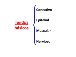 Conectivo

          Epitelial
Tejidos
básicos
          Muscular

          Nervioso
 