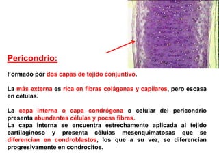 Pericondrio:
Formado por dos capas de tejido conjuntivo.

La más externa es rica en fibras colágenas y capilares, pero escasa
en células.

La capa interna o capa condrógena o celular del pericondrio
presenta abundantes células y pocas fibras.
La capa interna se encuentra estrechamente aplicada al tejido
cartilaginoso y presenta células mesenquimatosas que se
diferencian en condroblastos, los que a su vez, se diferencian
progresivamente en condrocitos.
 
