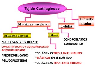 Tejido Cartilaginoso

                                                         Líquido
            Matriz extracelular                          tisular
                                               Células

 Sustancia amorfa                     Fibras
                                                CONDROBLASTOS
*GLUCOSAMINOGLUCANOS
                                                CONDROCITOS
CONDRITÍN SULFATO Y QUERATÁNSULFATO
ÁCIDO HIALURÓNICO
                        *COLÁGENAS TIPO II EN EL HIALINO
*PROTEOGLUCANOS
                        *ELÁSTICAS EN EL ELÁSTICO
*GLUCOPROTEÍNAS
                        *COLÁGENAS TIPO I EN EL FIBROSO
 