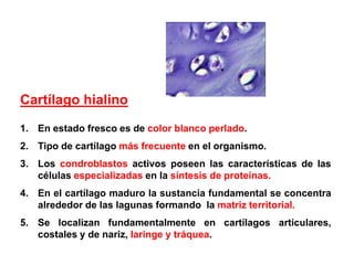 Cartílago hialino
1. En estado fresco es de color blanco perlado.
2. Tipo de cartílago más frecuente en el organismo.
3. Los condroblastos activos poseen las características de las
   células especializadas en la síntesis de proteínas.
4. En el cartílago maduro la sustancia fundamental se concentra
   alrededor de las lagunas formando la matriz territorial.
5. Se localizan fundamentalmente en cartílagos articulares,
   costales y de nariz, laringe y tráquea.
 