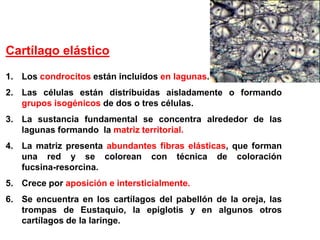 Cartílago elástico
1. Los condrocitos están incluidos en lagunas.
2. Las células están distribuidas aisladamente o formando
   grupos isogénicos de dos o tres células.
3. La sustancia fundamental se concentra alrededor de las
   lagunas formando la matriz territorial.
4. La matriz presenta abundantes fibras elásticas, que forman
   una red y se colorean con técnica de coloración
   fucsina-resorcina.
5. Crece por aposición e intersticialmente.
6. Se encuentra en los cartílagos del pabellón de la oreja, las
   trompas de Eustaquio, la epiglotis y en algunos otros
   cartílagos de la laringe.
 