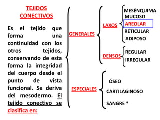 TEJIDOS                                  MESÉNQUIMA
    CONECTIVOS                                 MUCOSO
                                      LAXOS    AREOLAR
Es el tejido que                               RETICULAR
forma             una    GENERALES
                                               ADIPOSO
continuidad con los
otros         tejidos,                       REGULAR
conservando de esta                   DENSOS
                                             IRREGULAR
forma la integridad
del cuerpo desde el
punto      de    vista                  ÓSEO
funcional. Se deriva     ESPECIALES    CARTILAGINOSO
del mesodermo. El
tejido conectivo se                    SANGRE *
clasifica en:
 