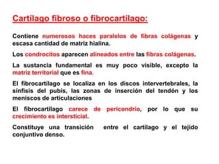 Cartílago fibroso o fibrocartílago:
Contiene numerosos haces paralelos de fibras colágenas y
escasa cantidad de matriz hialina.
Los condrocitos aparecen alineados entre las fibras colágenas.
La sustancia fundamental es muy poco visible, excepto la
matriz territorial que es fina.
El fibrocartílago se localiza en los discos intervertebrales, la
sínfisis del pubis, las zonas de inserción del tendón y los
meniscos de articulaciones
El fibrocartílago carece de pericondrio, por lo que su
crecimiento es intersticial.
Constituye una transición      entre el cartílago y el tejido
conjuntivo denso.
 