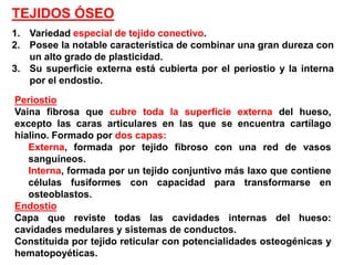 TEJIDOS ÓSEO
1. Variedad especial de tejido conectivo.
2. Posee la notable característica de combinar una gran dureza con
   un alto grado de plasticidad.
3. Su superficie externa está cubierta por el periostio y la interna
   por el endostio.
Periostio
Vaina fibrosa que cubre toda la superficie externa del hueso,
excepto las caras articulares en las que se encuentra cartílago
hialino. Formado por dos capas:
   Externa, formada por tejido fibroso con una red de vasos
   sanguíneos.
   Interna, formada por un tejido conjuntivo más laxo que contiene
   células fusiformes con capacidad para transformarse en
   osteoblastos.
Endostio
Capa que reviste todas las cavidades internas del hueso:
cavidades medulares y sistemas de conductos.
Constituida por tejido reticular con potencialidades osteogénicas y
hematopoyéticas.
 