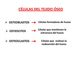 CÉLULAS DEL TEJIDO ÓSEO


 OSTEOBLASTOS   Células formadoras de hueso

                 Células que mantienen la
 OSTEOCITOS
                   estructura del hueso


 OSTEOCLASTOS     Células que realizan la
                   reabsorción del hueso
 
