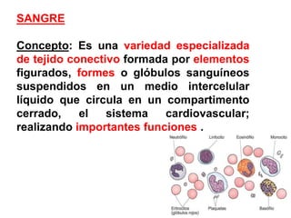 SANGRE

Concepto: Es una variedad especializada
de tejido conectivo formada por elementos
figurados, formes o glóbulos sanguíneos
suspendidos en un medio intercelular
líquido que circula en un compartimento
cerrado,    el   sistema   cardiovascular;
realizando importantes funciones .
 