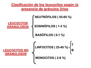 Clasificación de los leucocitos según la
          presencia de gránulos 2rios

                  NEUTRÓFILOS ( 55-65 %)

 LEUCOCITOS
 GRANULOSOS      EOSINÓFILOS ( 1-3 %)

                  BASÓFILOS ( 0-1 %)


                                           T
                  LINFOCITOS ( 25-40 %)
LEUCOCITOS NO                              B
 GRANULOSOS
                  MONOCITOS ( 2-8 %)
 