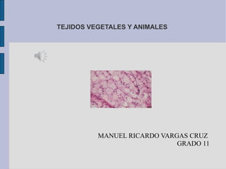 TEJIDOS VEGETALES Y ANIMALES
MANUEL RICARDO VARGAS CRUZ
GRADO 11
 