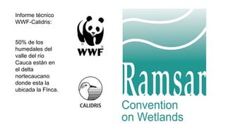 Informe técnico
WWF-Calidris:
50% de los
humedales del
valle del río
Cauca están en
el delta
nortecaucano
donde esta la
ubicada la FInca.
 