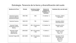 Nombre de la Finca Periodo Hectáreas totales
(y en arriendo)
Número de
trabajadores
familiares y no
familiares
Hectáreas (ht) y uso del suelo
Hacienda Cuprecia
Hacienda California
Hacienda El Amparo
1890-1950 1200 >12 (familia 1) Ganaderia, 1000 ht
Y café 200 ht
Hacienda Cuprecia 1950-1975 736 12 (familia 1) Ganadería, 500 ht
Arroz/caña 236 ht
Hacienda Tinajas
Inversiones Guzman
Barney
1975-2005 260 + 62 (arriendo)
= 322
11.5 (familia 1.5) Ganadería, 222 ht
Cana, 120 ht
Hacienda Tinajas
Agropecuaria
Matarredonda
2005-2020 284 + 62 (arriendo)
= 346
11 (familia 1) Ganadería, 219 ht
Cana, 120 ht
Yuca, 7 ht
Hacienda Tinajas SAS 2021-2025 160 +93 (arriendo)
= 253
10.5 (familia 2) Ganadería 157 ht,
Humedales 52ht
Cana, 29 ht
Arroz 13 ht
Yuca, 2
Estrategia. Tenencia de la tierra y diversificación del suelo
 