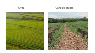 Arroz Caña de azúcar
 