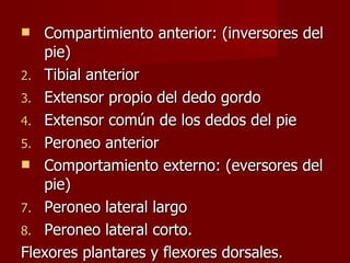 Compartimiento anterior: (inversores del pie) Tibial anterior Extensor propio del dedo gordo Extensor común de los dedos del pie  Peroneo anterior Comportamiento externo: (eversores del pie) Peroneo lateral largo  Peroneo lateral corto. Flexores plantares y flexores dorsales. 