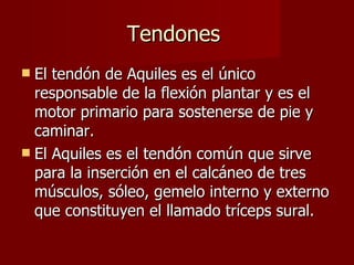 Tendones  El tendón de Aquiles es el único responsable de la flexión plantar y es el motor primario para sostenerse de pie y caminar.  El Aquiles es el tendón común que sirve para la inserción en el calcáneo de tres músculos, sóleo, gemelo interno y externo que constituyen el llamado tríceps sural.  