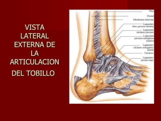 VISTA LATERAL EXTERNA DE LA ARTICULACION DEL TOBILLO   
