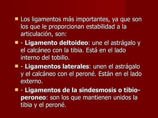 Los ligamentos más importantes, ya que son los que le proporcionan estabilidad a la articulación, son: -  Ligamento deltoideo : une el astrágalo y el calcáneo con la tibia. Está en el lado interno del tobillo. -  Ligamentos laterales : unen el astrágalo y el calcáneo con el peroné. Están en el lado externo. -  Ligamentos de la sindesmosis o tibio-peroneo : son los que mantienen unidos la tibia y el peroné. 