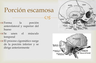 
Porción escamosa
 Forma la porción
anterolateral y superior del
hueso
 Se unen el músculo
temporal
 El proceso cigomático surge
de la porción inferior y se
dirige anteriormente
 