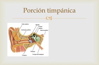 
Porción timpánica
 