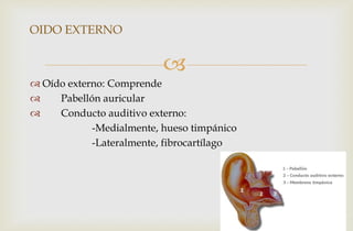 
 Oído externo: Comprende
 Pabellón auricular
 Conducto auditivo externo:
-Medialmente, hueso timpánico
-Lateralmente, fibrocartílago
OIDO EXTERNO
 