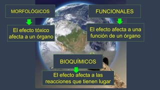 Expo toxixidad ambiental