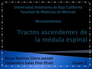 Universidad Autónoma de Baja California Facultad de Medicina de Mexicali Neuroanatomía Tractos ascendentes de la médula espinal     Rosas Ramírez Gloria Jeanett     Valdenebro Galaz Eliot Efraín                  Grupo 3 