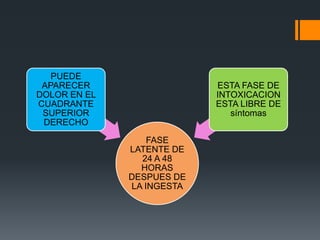 PUEDE
 APARECER                  ESTA FASE DE
DOLOR EN EL                INTOXICACION
CUADRANTE                  ESTA LIBRE DE
 SUPERIOR                     síntomas
 DERECHO

                  FASE
              LATENTE DE
                24 A 48
                HORAS
              DESPUES DE
              LA INGESTA
 