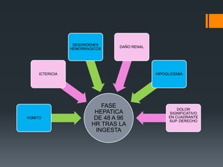 DESORDENES
                                 DAÑO RENAL
                 HEMORRAGICOS




     ICTERICIA                                HIPOGLICEMIA




                            FASE
                                                       DOLOR
                          HEPATICA                 SIGNIFICATIVO
VOMITO                    DE 48 A 96               EN CUADRANTE
                                                   SUP. DERECHO
                         HR TRAS LA
                          INGESTA
 