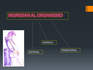 INGRESAN AL ORGANISMO




                 DERMICA


                           PARENTERAL
       ENTERAL
 