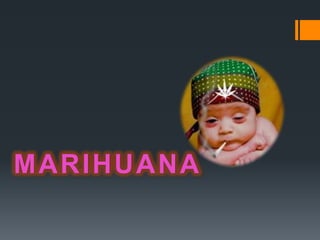 MARIHUANA
 