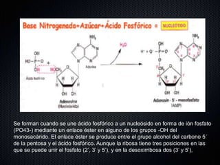 Se forman cuando se une ácido fosfórico a un nucleósido en forma de ión fosfato
(PO43-) mediante un enlace éster en alguno de los grupos -OH del
monosacárido. El enlace éster se produce entre el grupo alcohol del carbono 5´
de la pentosa y el ácido fosfórico. Aunque la ribosa tiene tres posiciones en las
que se puede unir el fosfato (2’, 3’ y 5’), y en la desoxirribosa dos (3’ y 5’),
 