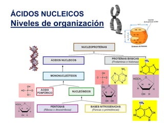 ÁCIDOS NUCLEICOS
Niveles de organización
 