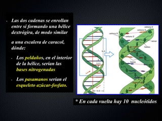• Las dos cadenas se enrollan
entre sí formando una hélice
dextrógira, de modo similar
a una escalera de caracol,
dónde:
• Los peldaños, en el interior
de la hélice, serían las
bases nitrogenadas
• Los pasamanos serían el
esqueleto azúcar-fosfato.
* En cada vuelta hay 10 nucleótidos
 