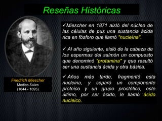 Miescher en 1871 aisló del núcleo de
las células de pus una sustancia ácida
rica en fósforo que llamó "nucleína".
 Al año siguiente, aisló de la cabeza de
los espermas del salmón un compuesto
que denominó "protamina" y que resultó
ser una sustancia ácida y otra básica.
Reseñas Históricas
Friedrich Miescher
Medico Suizo
(1844 - 1895)
 Años más tarde, fragmentó esta
nucleina, y separó un componente
proteico y un grupo prostético, este
último, por ser ácido, le llamó ácido
nucleico.
 