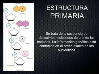 ESTRUCTURA
PRIMARIA
Se trata de la secuencia de
desoxirribonucleótidos de una de las
cadenas. La información genética está
contenida en el orden exacto de los
nucleótidos
 