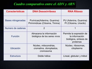 Caracteristicas DNA Desoxirribosa RNA Ribosa
Bases nitrogenadas Purinicas(Adenina, Guanina)
Piriminidicas (Citosina, Timina)
PU (Adenina, Guanina)
PI (Citosina, Uracilo)
Numero de cadenas 2 1
Función
Almacena la información
biológica de los seres vivos
Permite la expresión de
la información
biológica, sintesis de
proteinas
Ubicación
Núcleo, mitocondrias,
cromatina, cloroplastos,
cromosoma
Núcleo, ribosomas,
citoplasma
Estructura Doble hélice Lineal, globular y trébol
Cuadro comparativo entre el ADN y ARN
 