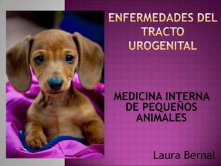 MEDICINA INTERNA
DE PEQUEÑOS
ANIMALES
Laura Bernal
 