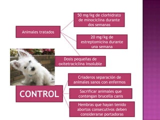 Animales tratados
50 mg/kg de clorhidrato
de minociclina durante
dos semanas
20 mg/kg de
estreptomicina durante
una semana
Dosis pequeñas de
oxitetraciclina insoluble
CONTROL
Criaderos separación de
animales sanos con enfermos
Sacrificar animales que
contengan brucella canis
Hembras que hayan tenido
abortos consecutivos deben
considerarse portadoras
 