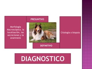 DIAGNOSTICO
Morfología
Macroscópica, la
localización, las
secreciones y la
anamnesis
DEFINITIVO
Citología o biopsia
PRESUNTIVO
 
