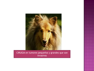 CIRUGIA en tumores pequeños y grandes que son
invasivos
 