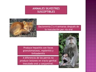 ANIMALES SILVESTRES
SUSCEPTIBLES
Bacteremia 2 a 4 semanas después de
la inoculación por vía oral
Produce hepatitis con focos
granulomatosos, esplenitis y
linfoadenitis
A diferencia de los perros no
produce lesiones en tracto genital
inoculado oral y conjuntival.
 