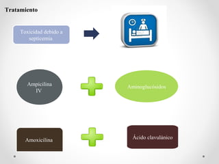 Tratamiento
Toxicidad debido a
septicemia
Ampicilina
IV
Aminoglucósidos
Amoxicilina Ácido clavulánico
 