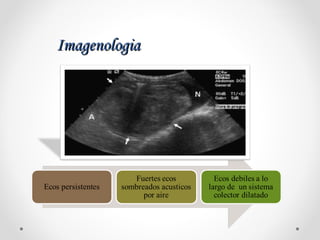 ImagenologiaImagenologia
 