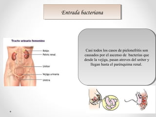 Casi todos los casos de pielonefritis son
causados por el ascenso de bacterias que
desde la vejiga, pasan atreves del uréter y
llegan hasta el parénquima renal.
Casi todos los casos de pielonefritis son
causados por el ascenso de bacterias que
desde la vejiga, pasan atreves del uréter y
llegan hasta el parénquima renal.
Entrada bacterianaEntrada bacteriana
 