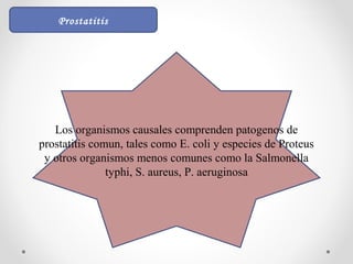 Los organismos causales comprenden patogenos de
prostatitis comun, tales como E. coli y especies de Proteus
y otros organismos menos comunes como la Salmonella
typhi, S. aureus, P. aeruginosa
Prostatitis
 