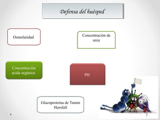 Defensa del huéspedDefensa del huésped
Osmolaridad Concentración de
urea
Concentración
acida orgánica
PH
Glucoproteína de Tamm
Horsfall
 