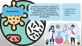 Recombinantes
SE INSERTA MATERIAL GENÉTICO
DE UN ORGANISMO CAUSANTE DE
ENFERMEDAD (PATÓGENO)
DENTRO DE CÉLULAS INOCUAS
QUE REPLICAN LAS PROTEÍNAS DEL
PATÓGENO.
• Las proteínas se
purifican y se
emplean como
vacuna
 