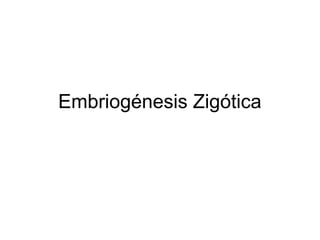 Embriogénesis Zigótica
 