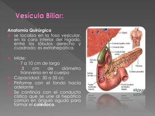Anatomía Quirúrgica
 se localiza en la fosa vesicular,
en la cara inferior del hígado,
entre los lóbulos derecho y
cuadrado; es extrahepática.
 Mide:
› 7 a 10 cm de largo
› 3 cm de diámetro
transverso en el cuerpo
 Capacidad: 30 a 35 cc
 Piriforme con el fondo hacia
adelante
 Se continúa con el conducto
cístico que se une al hepático
común en ángulo agudo para
formar el colédoco.
 