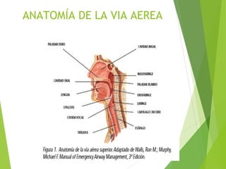 ANATOMÍA DE LA VIA AEREA
 